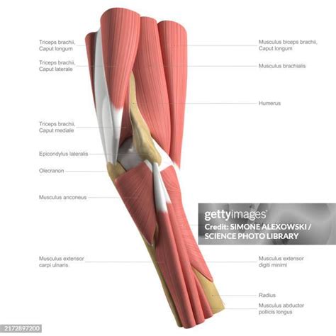humerus muscle arm anatomy