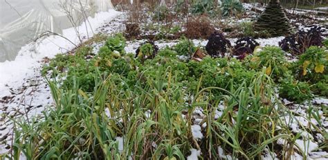 Le Paillage En Hiver Au Potager Avantages Et Inconv Nients Paillage