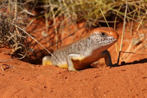 great desert skink facts  pictures