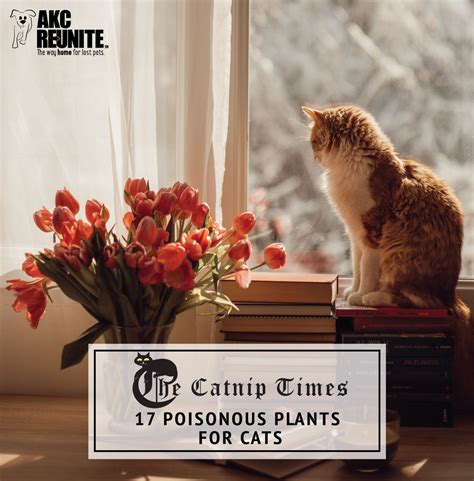 Plants that are Poisonous to Cats