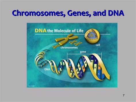 Dna Structure Ppt