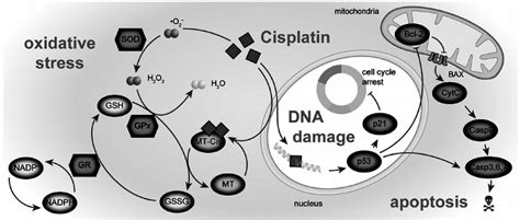 Cisplatin Induced DNA Damage Oxidative Stress And Apoptosis