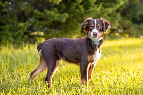 Red Tri Australian Shepherd: Facts, Genetics, Traits & Pictures