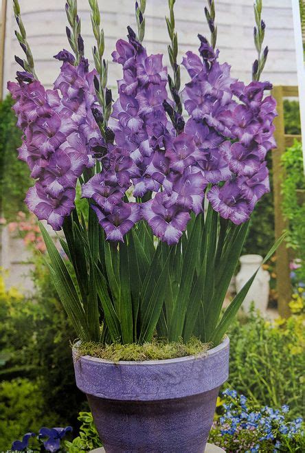 Gladiole De Ghiveci Kim Glamini 10 Buc Bulbi Flori