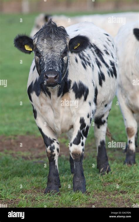 Polled White Park Cattle