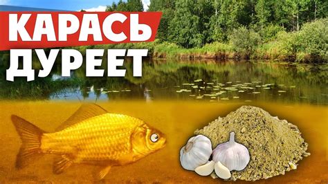 Убойная прикормка на КАРАСЯ! Как приготовить супер чесночную прикормку ...