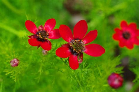 Adonis flower: flowering time, habitat & toxicity - Plantura