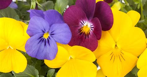 Viola Cornuta Mix Hornveilchen In Verschiedenen Farben Bei