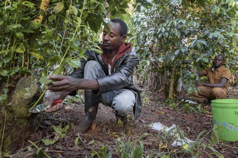 Coffee Sustainability Kenyas Looming Crisis Amidst The Soaring Cost