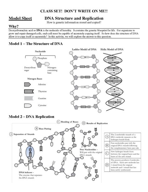 Worksheet Dna Structure Worksheet Worksheet Dna Structure — db-excel.com