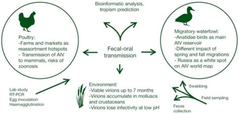 Pathogens Free Full Text Avian Influenza In Wild Birds And Poultry