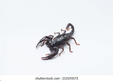 68 Scorpion Molting Images, Stock Photos, 3D objects, & Vectors ...