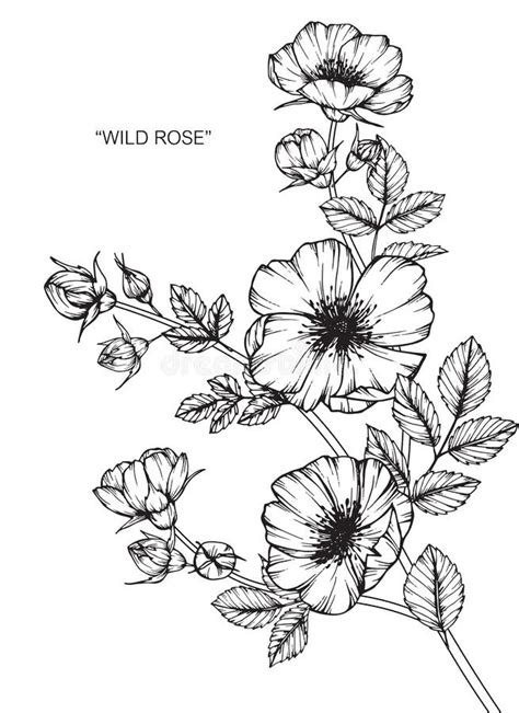 Wild Rose Flower Drawing and Sketch. Stock Vector - Illustration of ...