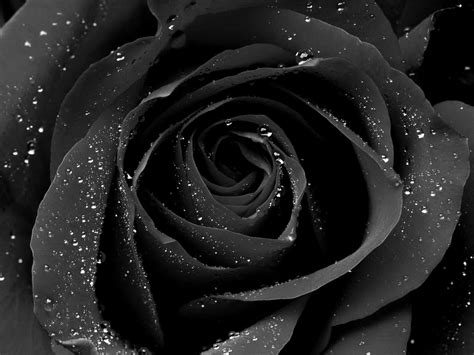 Gothic Black Rose Best Wallpaper 08801 - Baltana