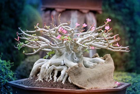 Rare Bonsai Trees - HouseplantJoy.com