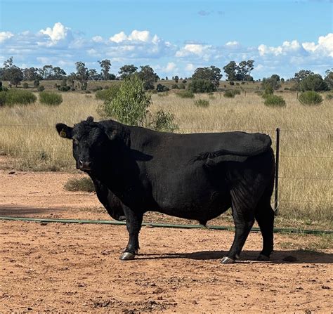 Australian Lowline Cattle And Genetics For Sale Alca