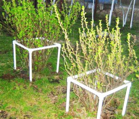 Картинки по запросу подставка для кустов из металлопластиковой | Garden ...