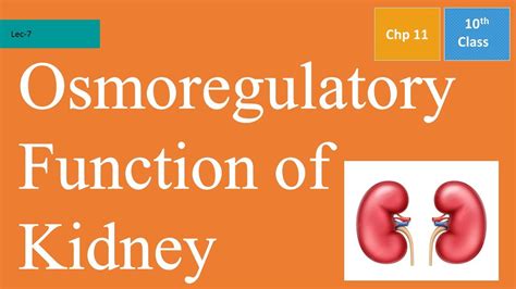 Osmoregulatory Function Of Kidney 10th Class B Biology Youtube