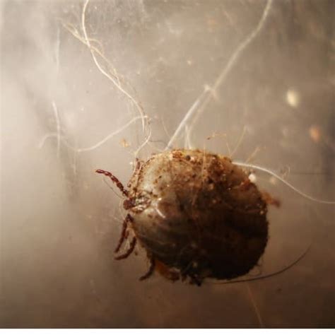 Are Soil Mites Harmful To Your Soil And Plants? – Bio Pests Organic ...