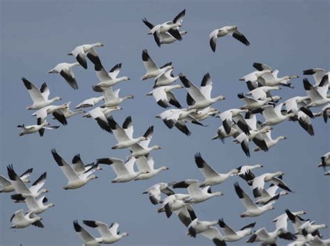 Free picture: snow, geese, ross, geese, flight