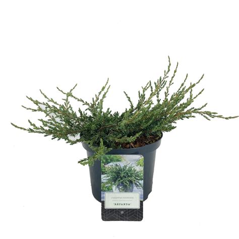 Juniperus communis 'Repanda' — Plant Wholesale FlorAccess