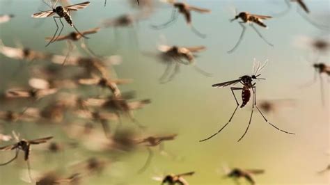 En la última semana detectaron 383 nuevos casos de dengue en Jujuy