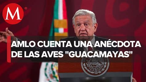 AMLO Guacamaya Leaks Es Una Ofensa A Las Guacamayas Son Aves