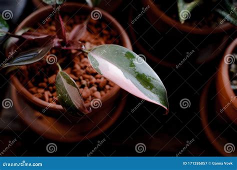 Pink Variegated Leaf Stock Image Image Of Bunch Closeup 171286857