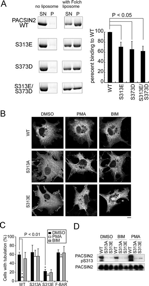 Figure 3 From Phosphorylation Of PACSIN2 By Protein Kinase C Triggers