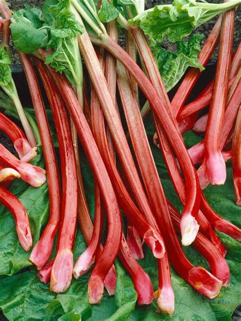 Ревень обыкновенный Ред Шампэйн (Rheum rhabarbarum Red Champagne ...