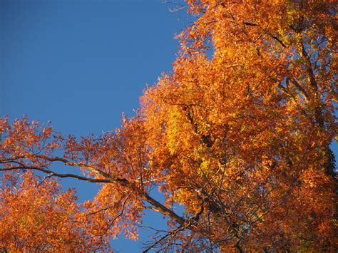 fall oak tree  stock photo public domain pictures