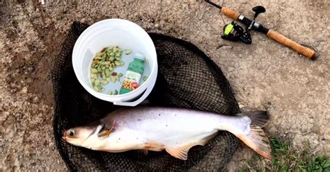 Umpan Ikan Patin Liar Di Sungai