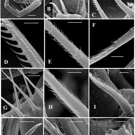 Bythotrephes Arcticus Lilljeborg Adult Parthenogenetic Females Lake 1