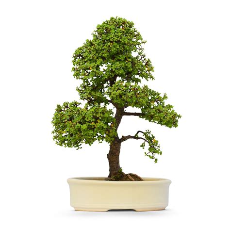 Basic Care Guide For Jade Bonsai Native Sant