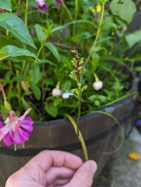 What's this long tubular grass? A flower erupts from the tube : r
