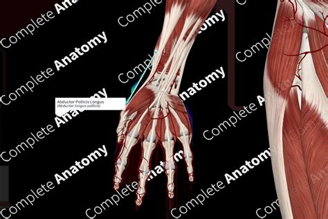 Abductor Pollicis Longus Complete Anatomy