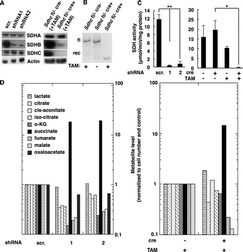 Characterization Sdh Loss Models Of Pgl Hek293 Sdhb Knockdown Cells Download Scientific