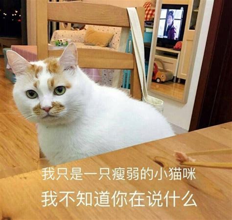 我只是一只小猫咪【相关词一只小猫咪卡通图片】 随意优惠券