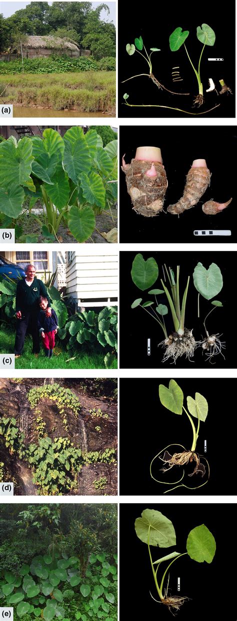 Evolutionary Origins Of Taro Colocasia Esculenta In Southeast Asia