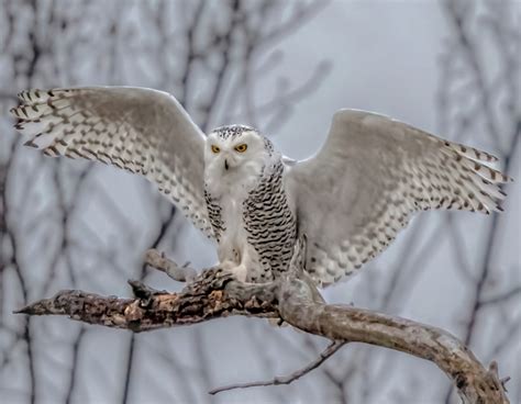 "Snowy Owl Wings Wide Open" Signed Print