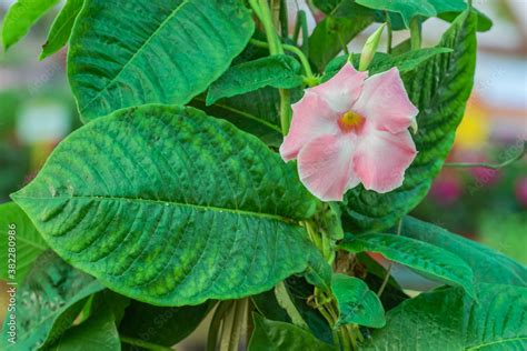 Plant Brazilian Jasmine Mandevilla Sanderi Stock Photo Adobe Stock