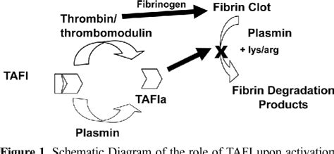 Figure From Binding Of Thrombin Activatable Fibrinolysis Inhibitor