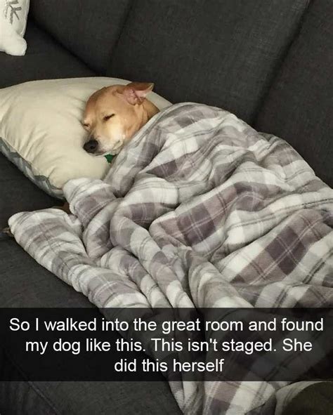 Sleeping Dog Meme Dogperday