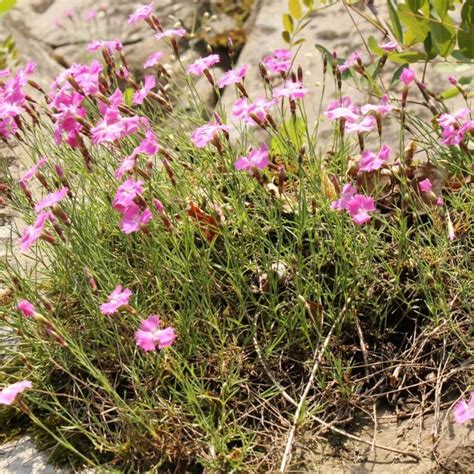 Pfingst Nelke Dianthus Gratianopolitanus