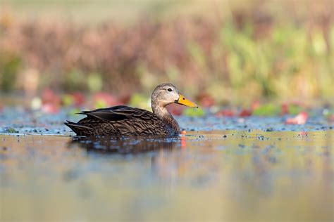 Florida Mottled Duck Mottled Duck Anas Fulvigula Melissa James