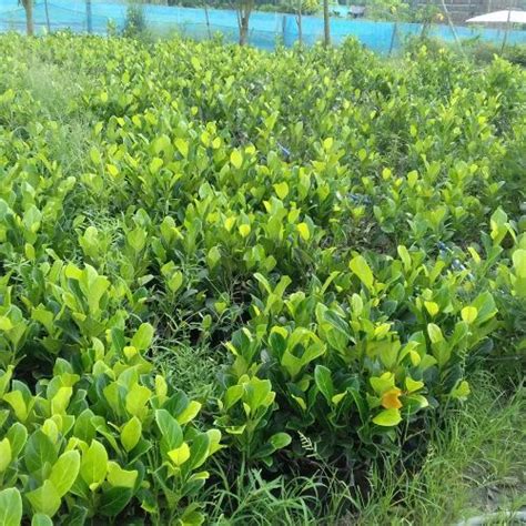 All Time Jackfruit Plant At Rs 25 Piece In North 24 Parganas ID