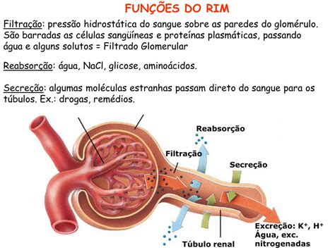 Pdf Sistema Urin Rio Dokumen Tips