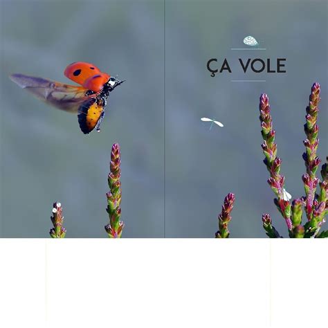 A La D Couverte Des Insectes Coccinelles Papillons Scarab Es