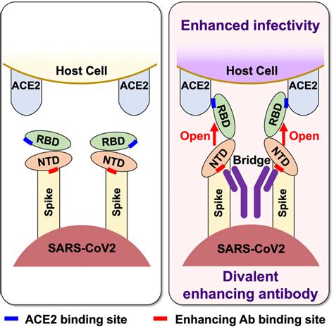 Antibodies That Enhance The Sars Cov 2 Infection Institute For Protein Research Osaka University