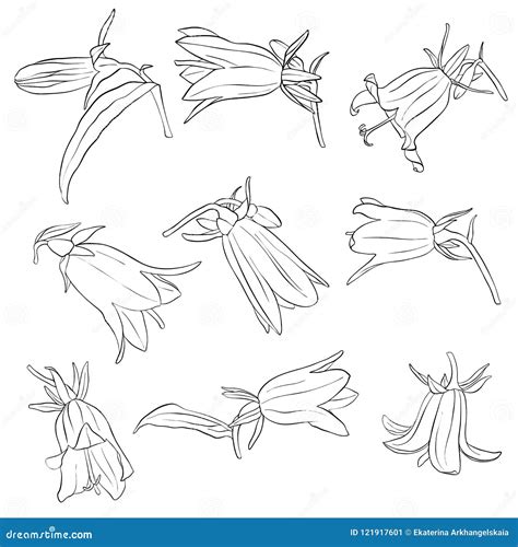 Vector Set of Drawing Bell Flowers Stock Vector - Illustration of garden, design: 121917601